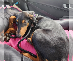 Doberman Pinscher Dogs for adoption in Buffalo, MN, USA