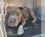Small American Staffordshire Terrier Mix
