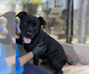 Mutt Dogs for adoption in Fremont, CA, USA