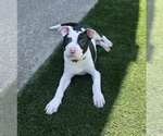 Small #5 American Pit Bull Terrier Mix