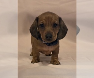 Dachshund Puppy for Sale in HAMMOND, Indiana USA