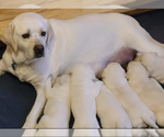 Small Photo #15 Labrador Retriever Puppy For Sale in COARSEGOLD, CA, USA