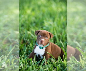 Mutt Dogs for adoption in Oakland Park , FL, USA