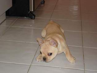 American Bulldog Puppy for sale in GRAND PRAIRIE, TX, USA