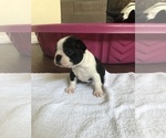 Small Photo #13 Boston Terrier Puppy For Sale in BROOMFIELD, CO, USA