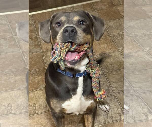 Medium Photo #4 Rottweiler-Unknown Mix Puppy For Sale in Minneapolis, MN, USA