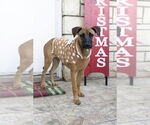 Small Photo #11 Boxador Puppy For Sale in Dana Point, CA, USA