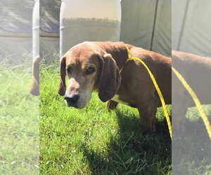 Bassetdor Dogs for adoption in Glen Allen, VA, USA