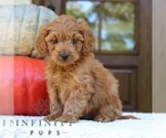 Small Goldendoodle (Miniature)