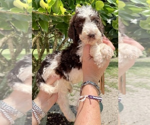 Labradoodle-Poodle (Standard) Mix Puppy for sale in KISSIMMEE, FL, USA