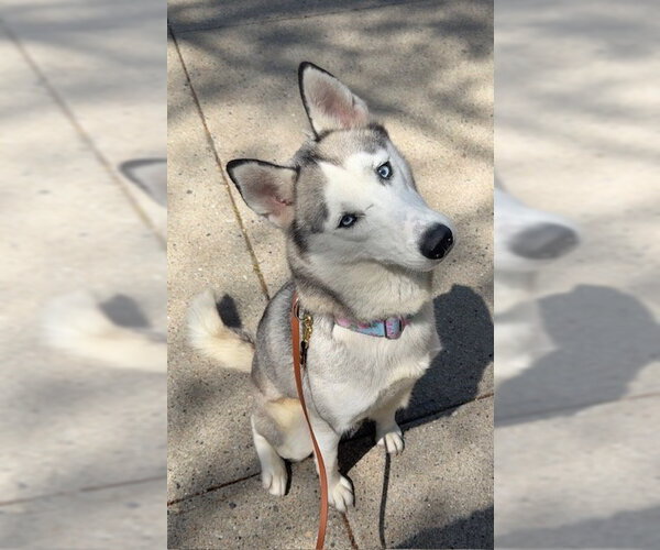 Medium Photo #1 Siberian Husky Puppy For Sale in Boston, MA, USA