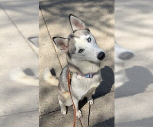Siberian Husky Dogs for adoption in Boston, MA, USA