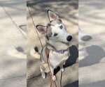 Small Siberian Husky