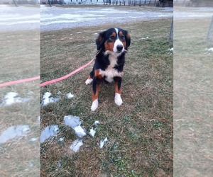 Bernese Mountain Dog-Unknown Mix Dogs for adoption in SHIPSHEWANA, IN, USA