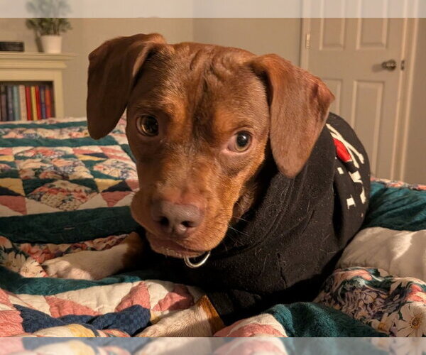 Medium Photo #1 Dachshund-Unknown Mix Puppy For Sale in Fairfax, VA, USA