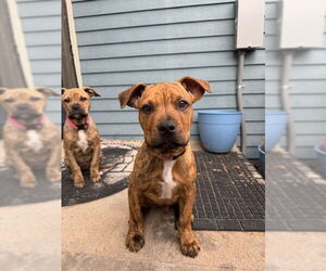 Mutt Dogs for adoption in Fort Collins, CO, USA