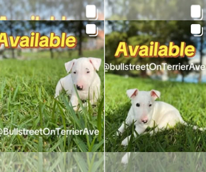 Bull Terrier Puppy for sale in PEMBROKE PINES, FL, USA
