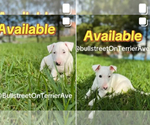 Image preview for Ad Listing. Nickname: Bull Terrier