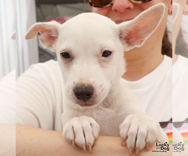 Medium Photo #6 Labrador Retriever-Unknown Mix Puppy For Sale in Washington, DC, USA