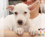 Small #5 Labrador Retriever Mix