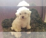 Small Photo #3 Havanese Puppy For Sale in SEDALIA, MO, USA