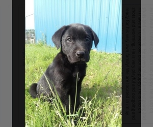 Labrador Retriever Puppy for sale in HOWELL, MI, USA