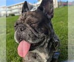 Small Photo #20 French Bulldog-Unknown Mix Puppy For Sale in Lake Forest, CA, USA