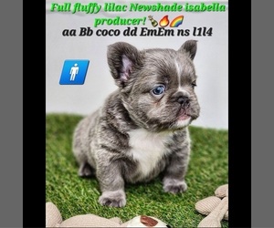 French Bulldog Puppy for sale in KILGORE, TX, USA