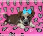 Small Photo #13 Cowboy Corgi Puppy For Sale in LAKELAND, FL, USA