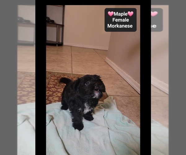 Medium Photo #2 Havanese-Morkie Mix Puppy For Sale in TUCSON, AZ, USA