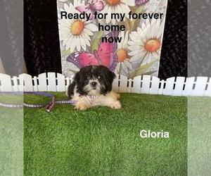 Zuchon Puppy for sale in MOUNT PLEASANT, MI, USA
