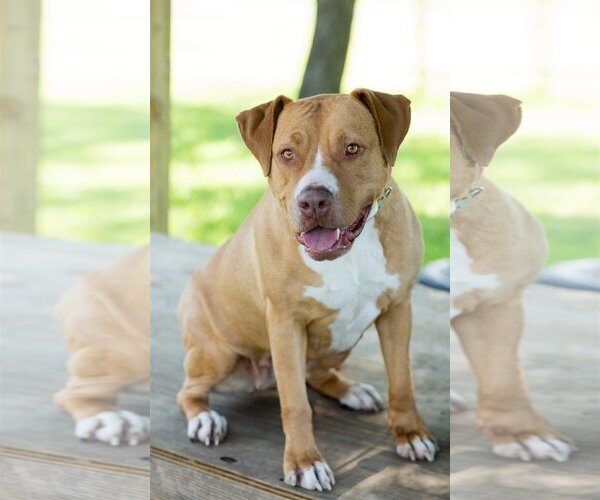 Medium Photo #2 American Pit Bull Terrier Puppy For Sale in Royse City, TX, USA