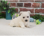 Small #13 West Highland White Terrier