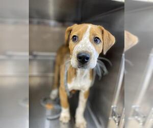 Mutt Dogs for adoption in Chula Vista, CA, USA