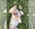 Puppy Daisy Labrador Retriever