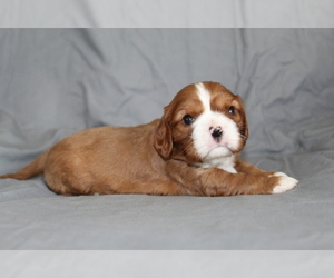 Cavalier King Charles Spaniel Puppy for sale in SPRING HILL, FL, USA
