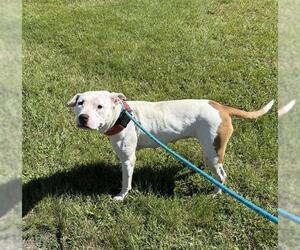 American Bulldog-Unknown Mix Dogs for adoption in Forestville, MD, USA