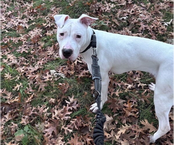 Medium Photo #3 Staffordshire Bull Terrier-Unknown Mix Puppy For Sale in Princeton, MN, USA
