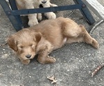 Puppy Tuck Goldendoodle