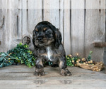 Small #1 Cocker Spaniel