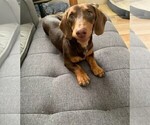 Small Photo #1 Dachshund Puppy For Sale in MURRIETA, CA, USA