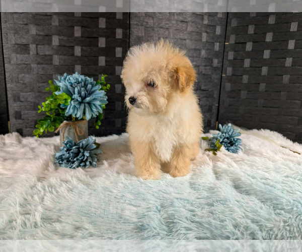 Medium Photo #3 Poochon Puppy For Sale in CAPAC, MI, USA
