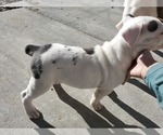 Small Photo #11 Olde English Bulldogge Puppy For Sale in CO SPGS, CO, USA