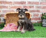 Small #3 Schnauzer (Miniature)
