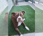 Small #2 Boston Terrier Mix