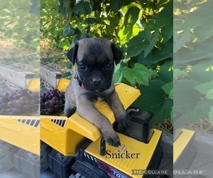 American Lo-Sze Pugg-Jack Russell Terrier Mix Puppy for sale in GRAND JCT, CO, USA