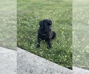 Cane Corso Puppy for sale in DELAWARE, OH, USA