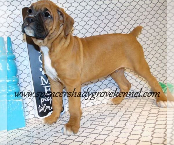 Medium Photo #4 Boxer Puppy For Sale in CABOOL, MO, USA