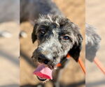 Small #4 Goldendoodle
