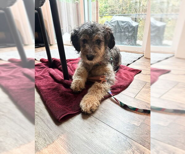 Medium Photo #8 Sheprador Puppy For Sale in Bellevue, WA, USA